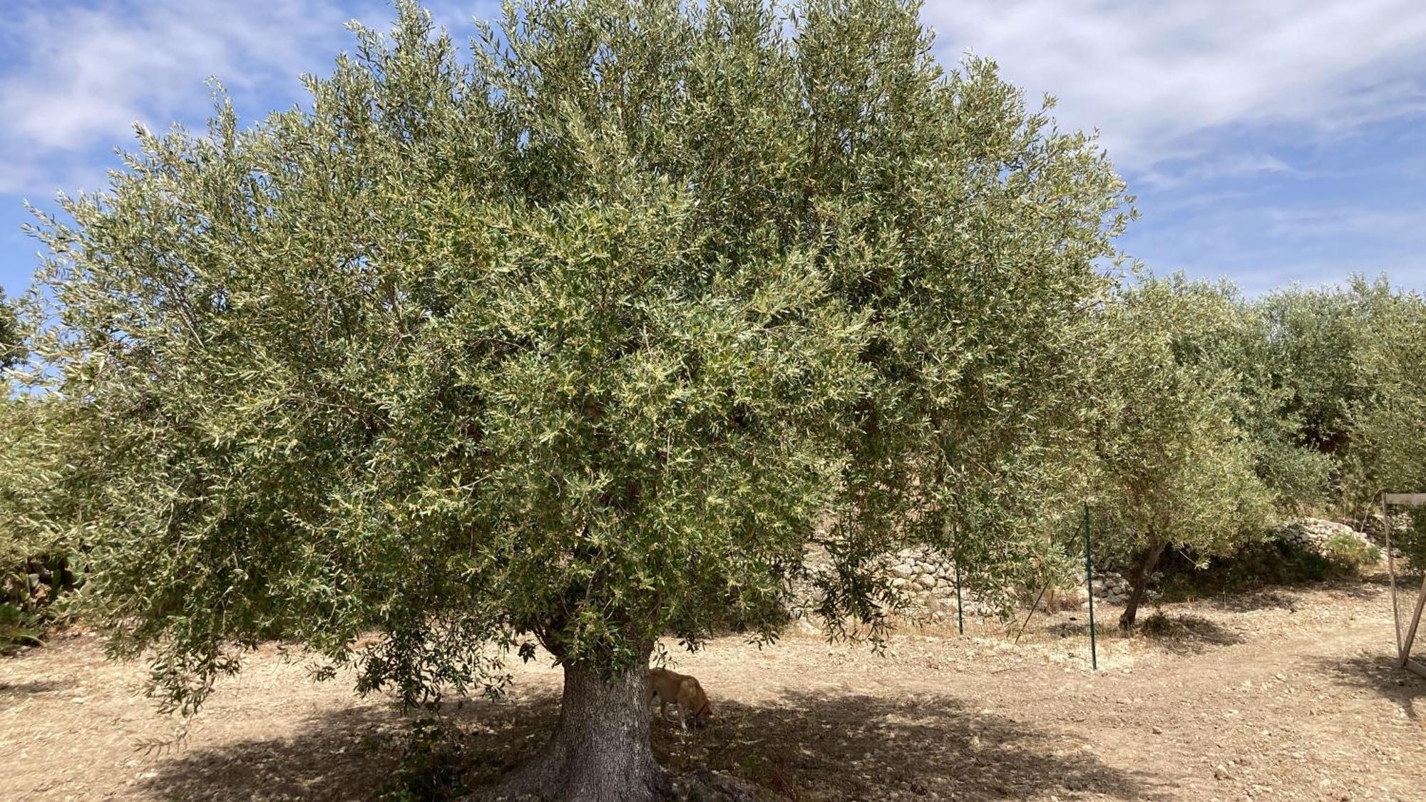 "Bnb Noto" - Charming Tiny House Bagian luar foto